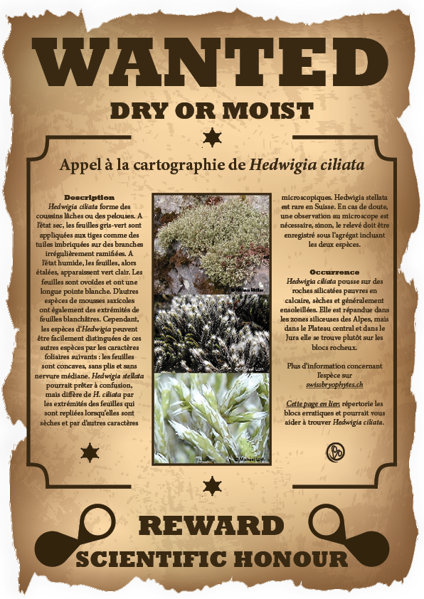 Description Hedwigia ciliata