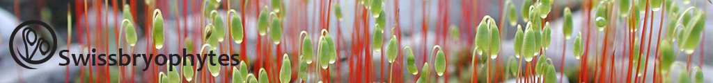 swissbryophytes