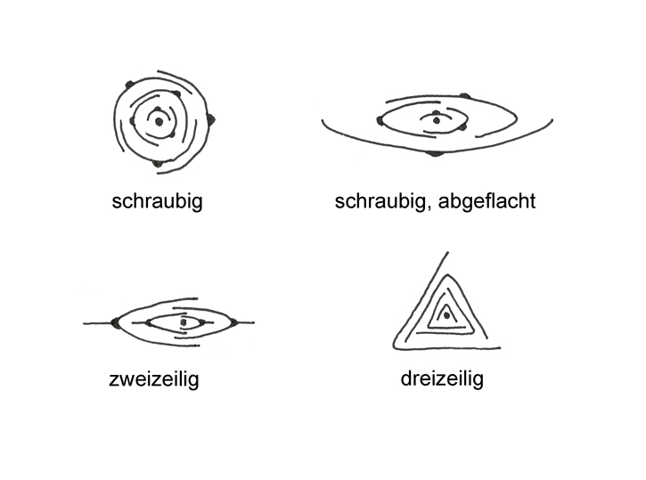 Blattstellung_725