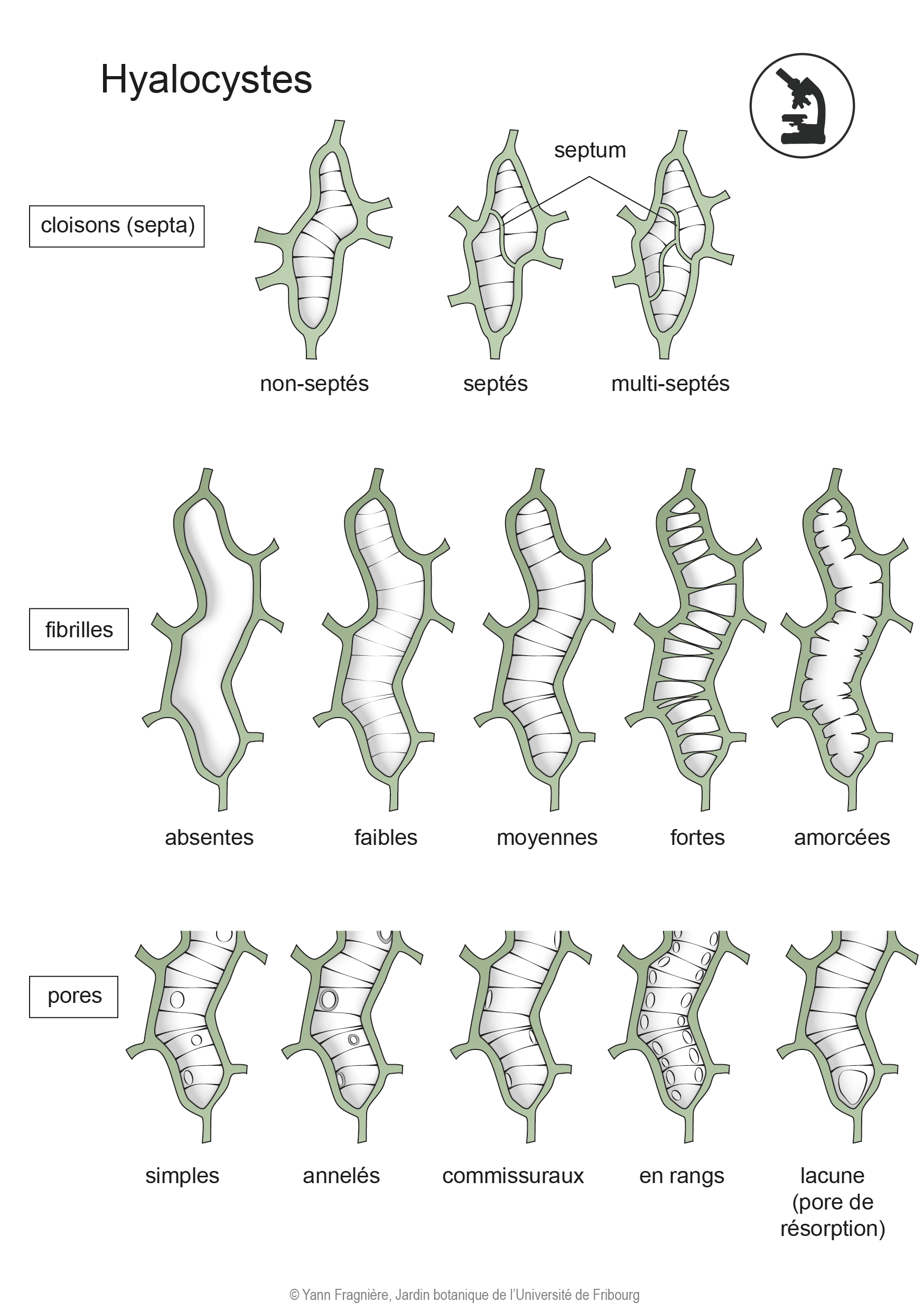Cellules hyalocystes FR