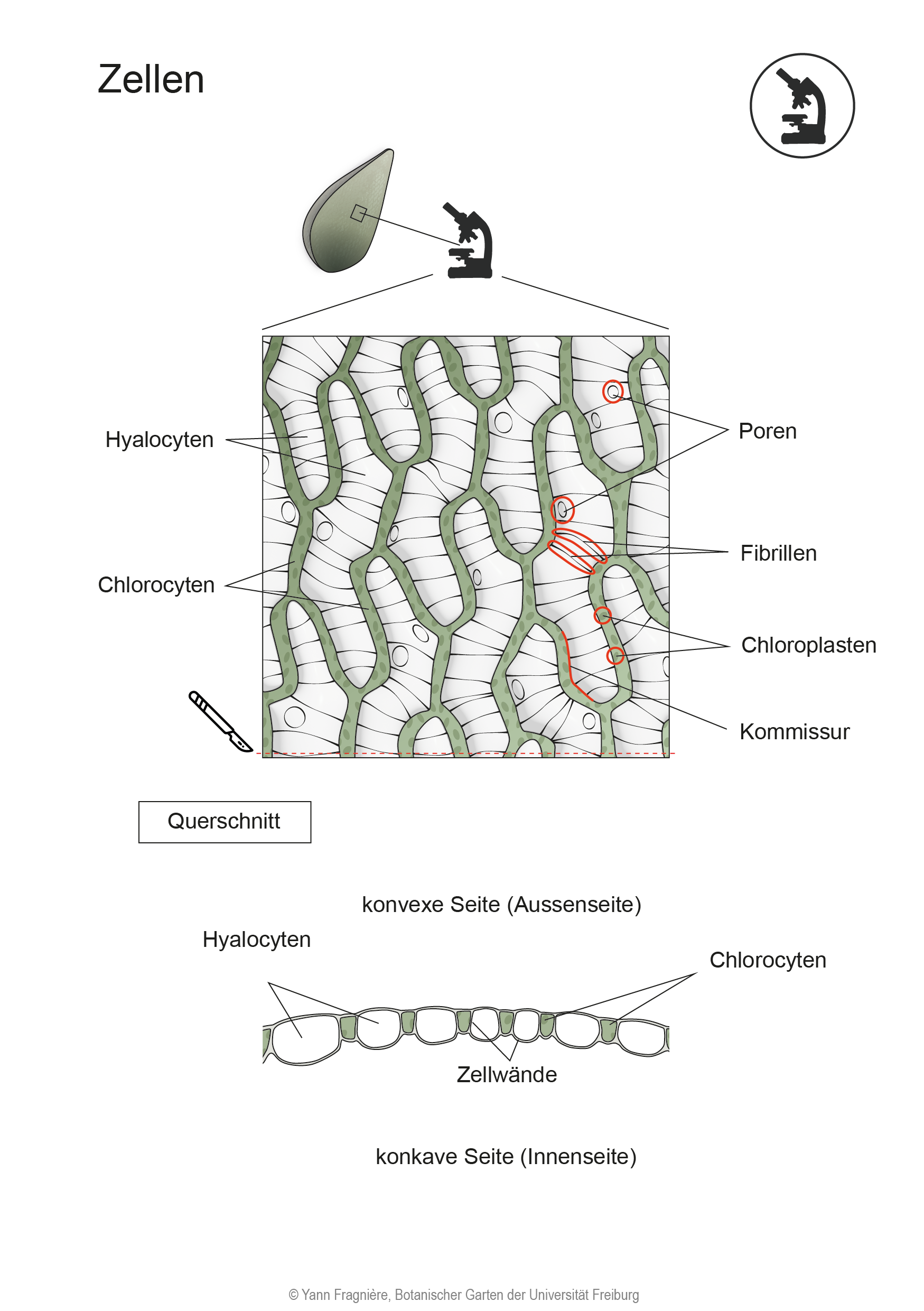 Cellules DE