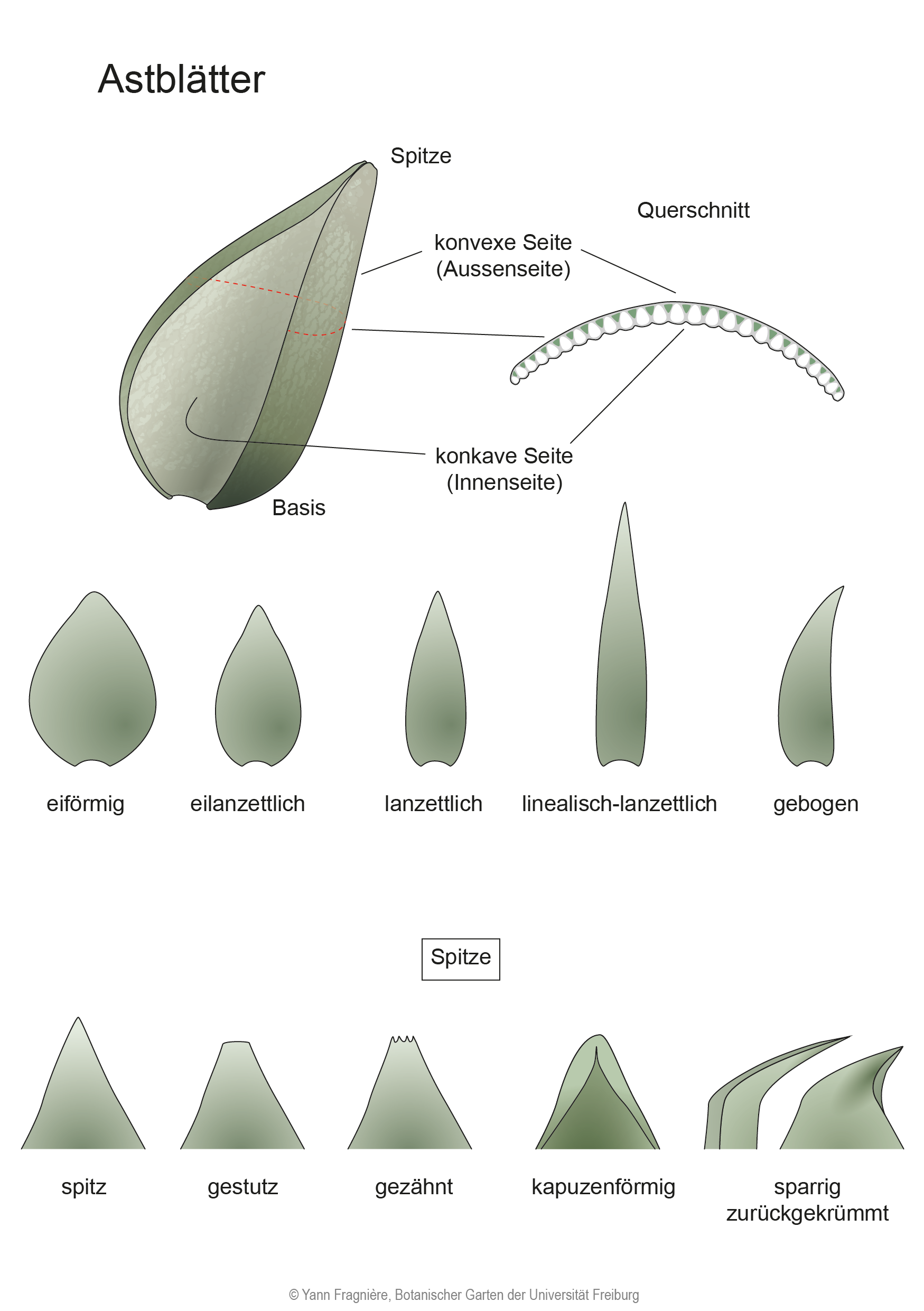 Feuilles rameales DE