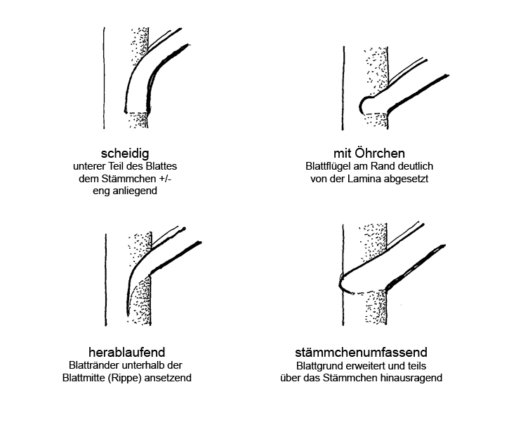 blattgrund 725