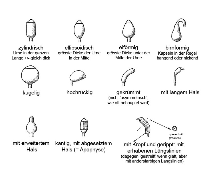 Glossar Kapselform