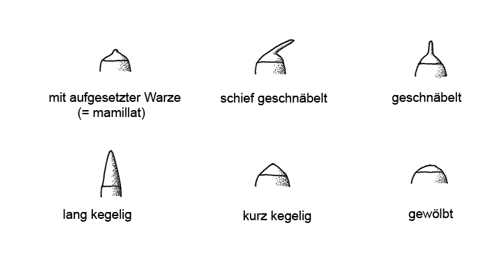 kapseldeckel 725