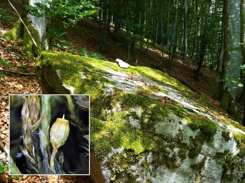 227_Felsen_Tieflagen