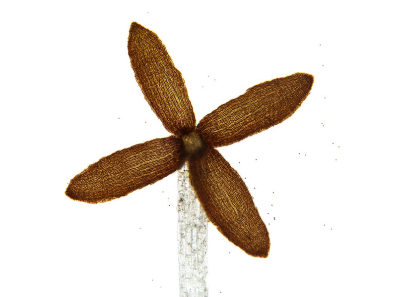 Lepidozia reptans