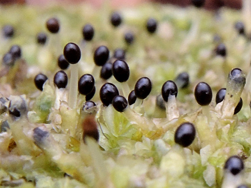 Lophocolea heterophylla