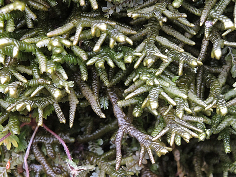 Porella arboris vitae