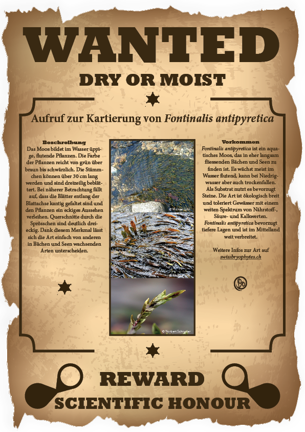 Artbeschreibung Fontinalis antipyretica