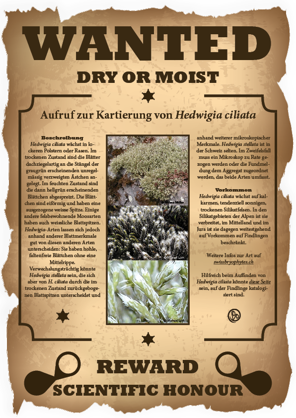 Artbeschreibung Hedwigia ciliata
