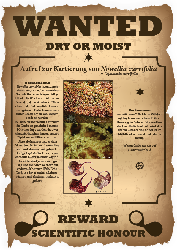Artbeschreibung Nowellia curvifolia